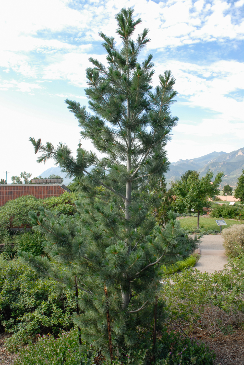 Vanderwolf's Pyramid Limber Pine